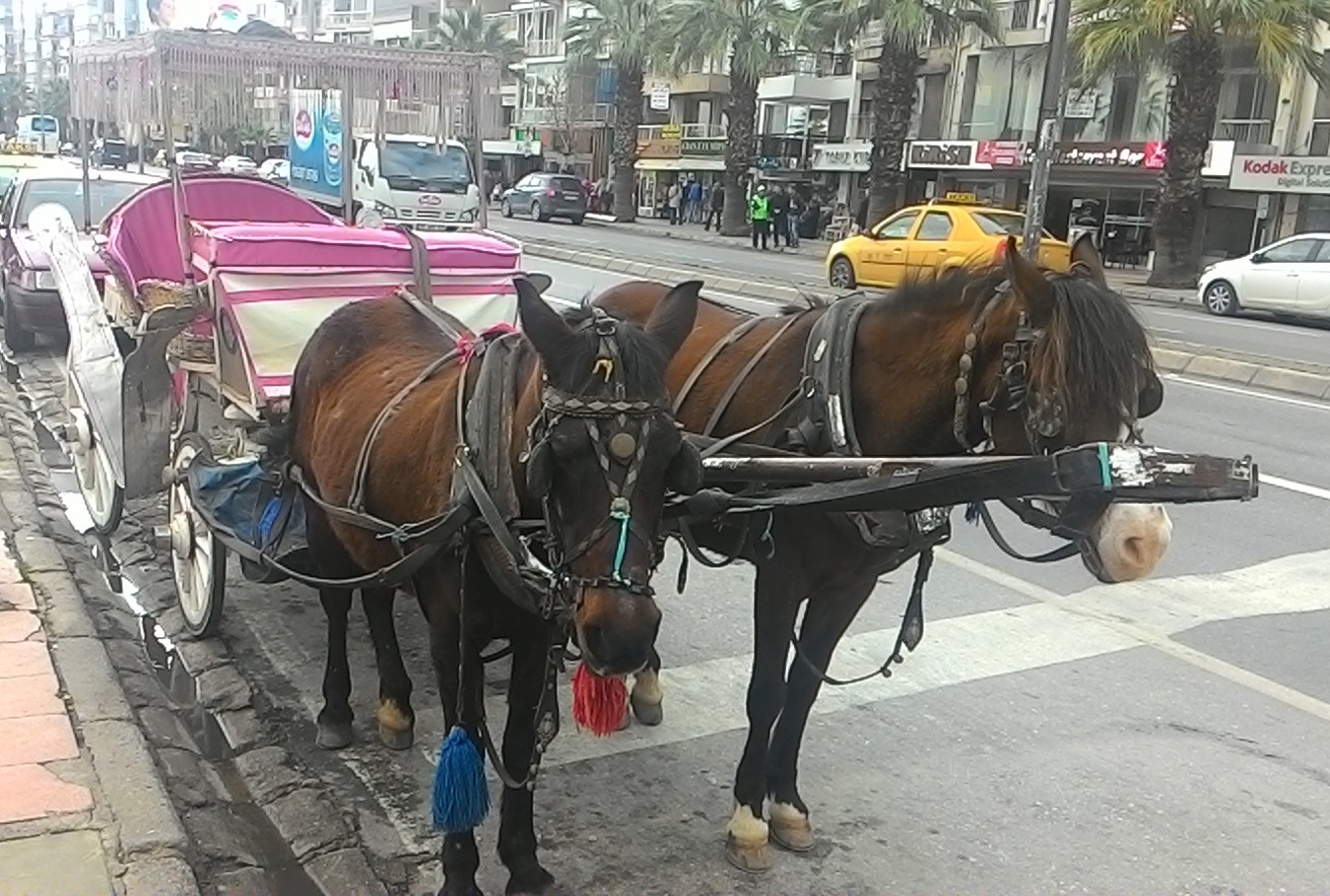 İzmir'de atlı faytonlar turistlerin ilgi odağı İzmir'de atlı faytonlar turistlerin ilgi odağı
